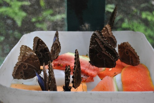 Kid-Friendly Butterfly Farm Adults Will Enjoy In Belize