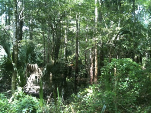 A Visit to Hillsborough River State Park, Florida