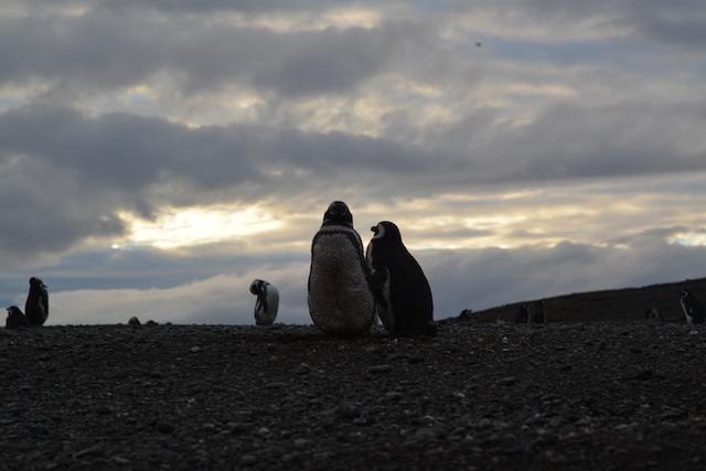 Magellanic Penguin Colonies at Isla Magdalena