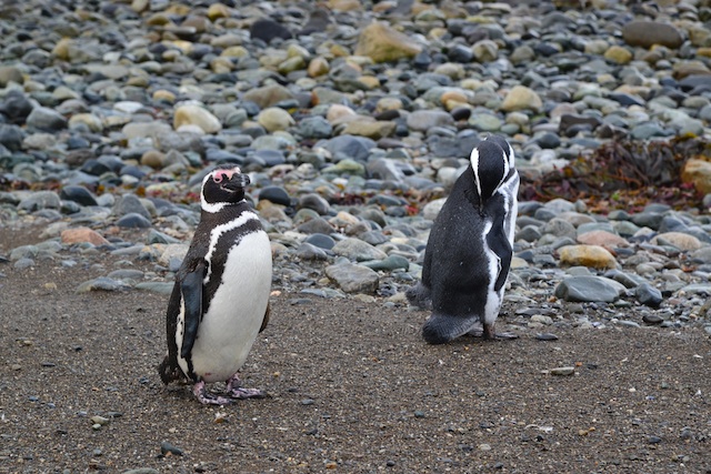 Two Magellenic penguins