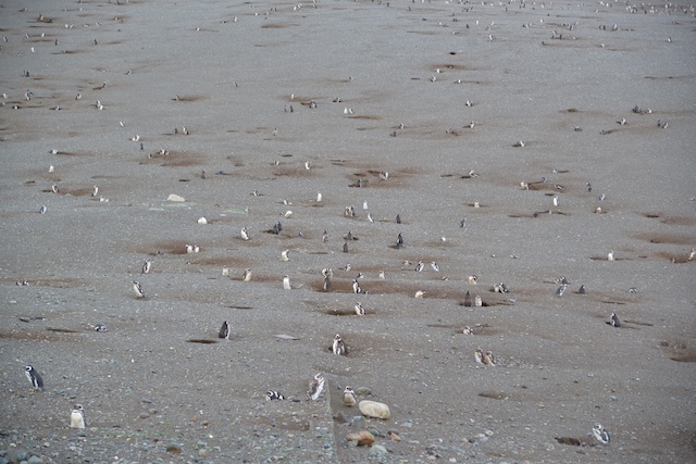 Magellanic penguins in Chile