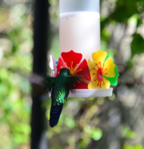 hummingbird