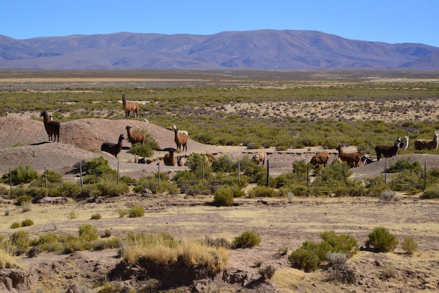 group of llamas