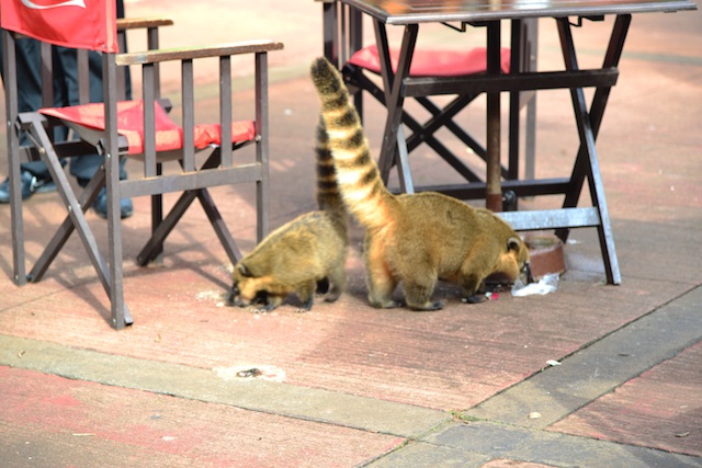 rodent of iguazu falls