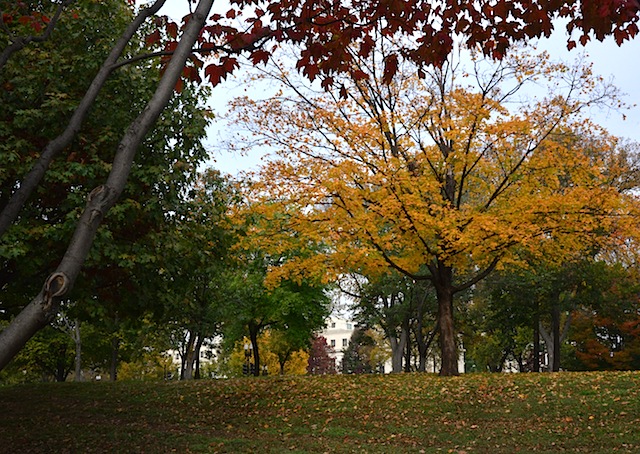 Fall colors in Washington DC