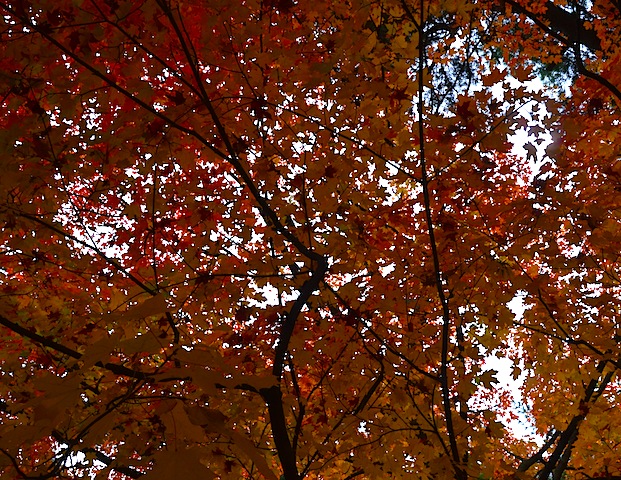 Fall Colors in Washington DC