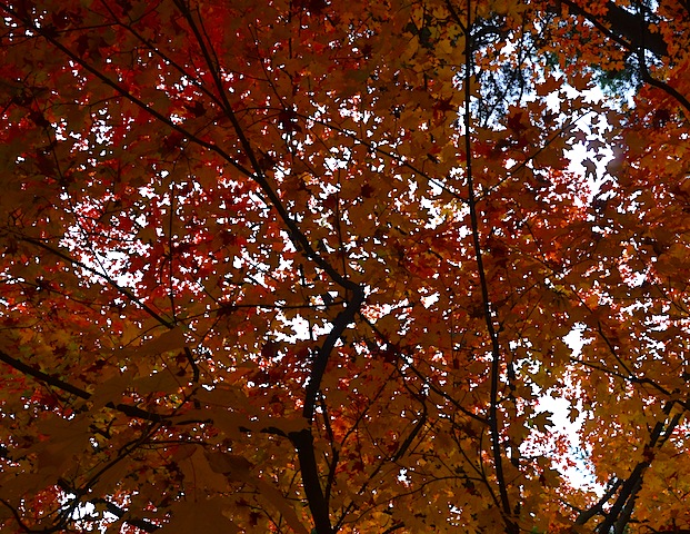 Fall colors in Washington DC