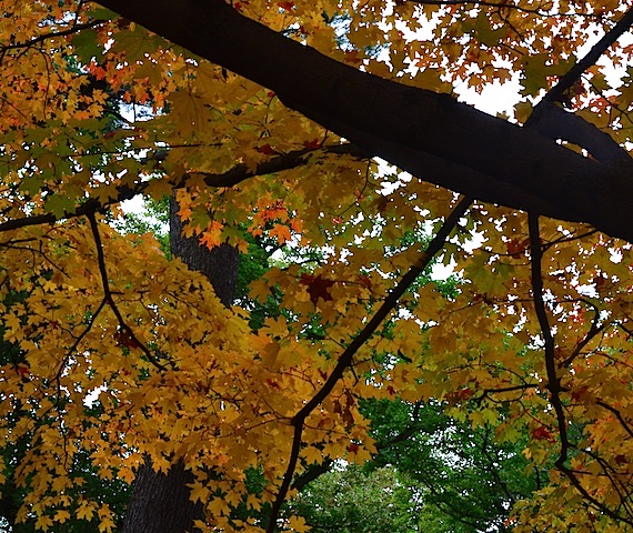 Fall colors in Washington DC