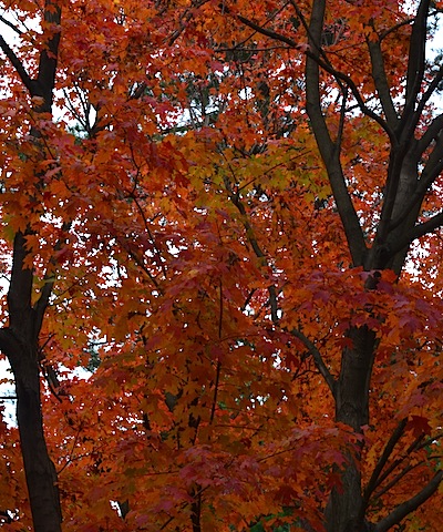 Fall colors in Washington DC