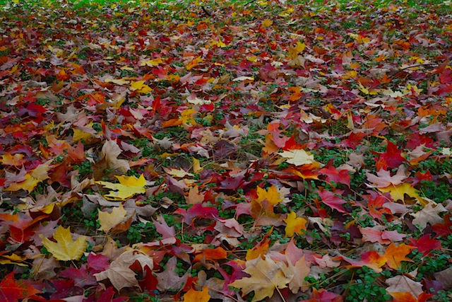 Fall colors in Washington DC