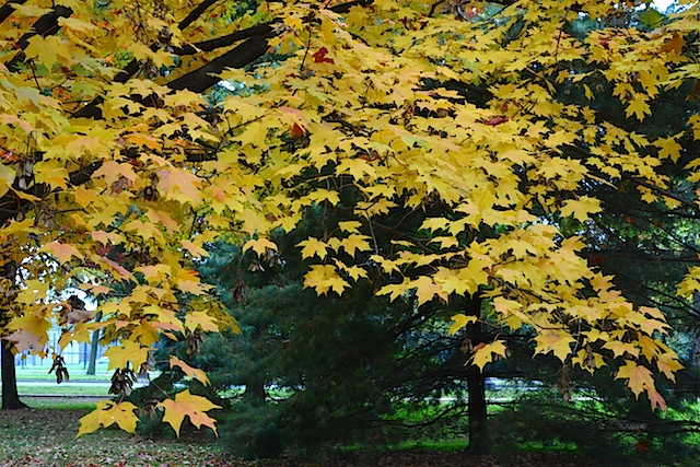 Fall colors in Washington DC