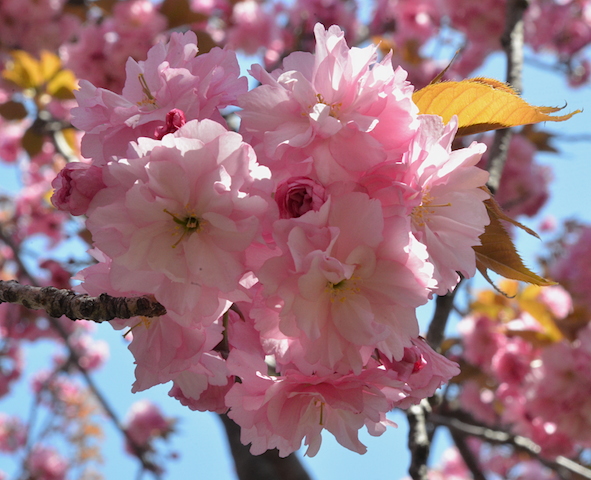 What Locals Do in Brooklyn Botanical Garden New York City - Claudia Looi