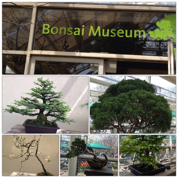 Bonsai Museum Brooklyn