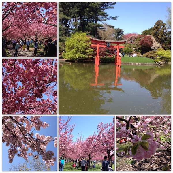 Brooklyn Botanical Garden