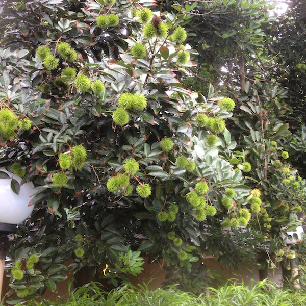 A rambutan tree filled with unripe fruits