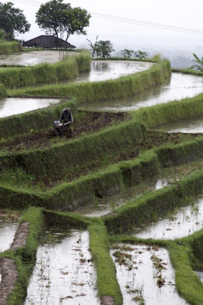 Jatiluwih rice terrace Bali