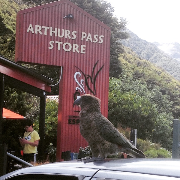 Stopping in Arthur's Pass Cafe and Store to admire the friendly Kea bird. This area was hit by earthquake just hours before we arrived.
