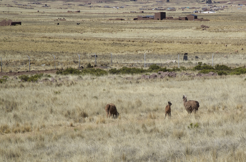 DSC_Tiwanaku Illama