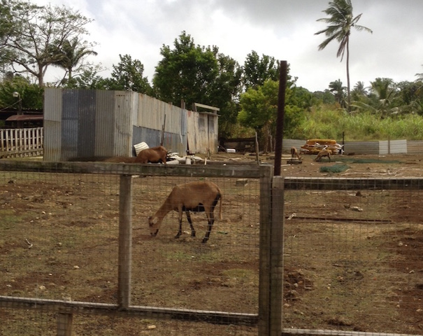 black belly sheep